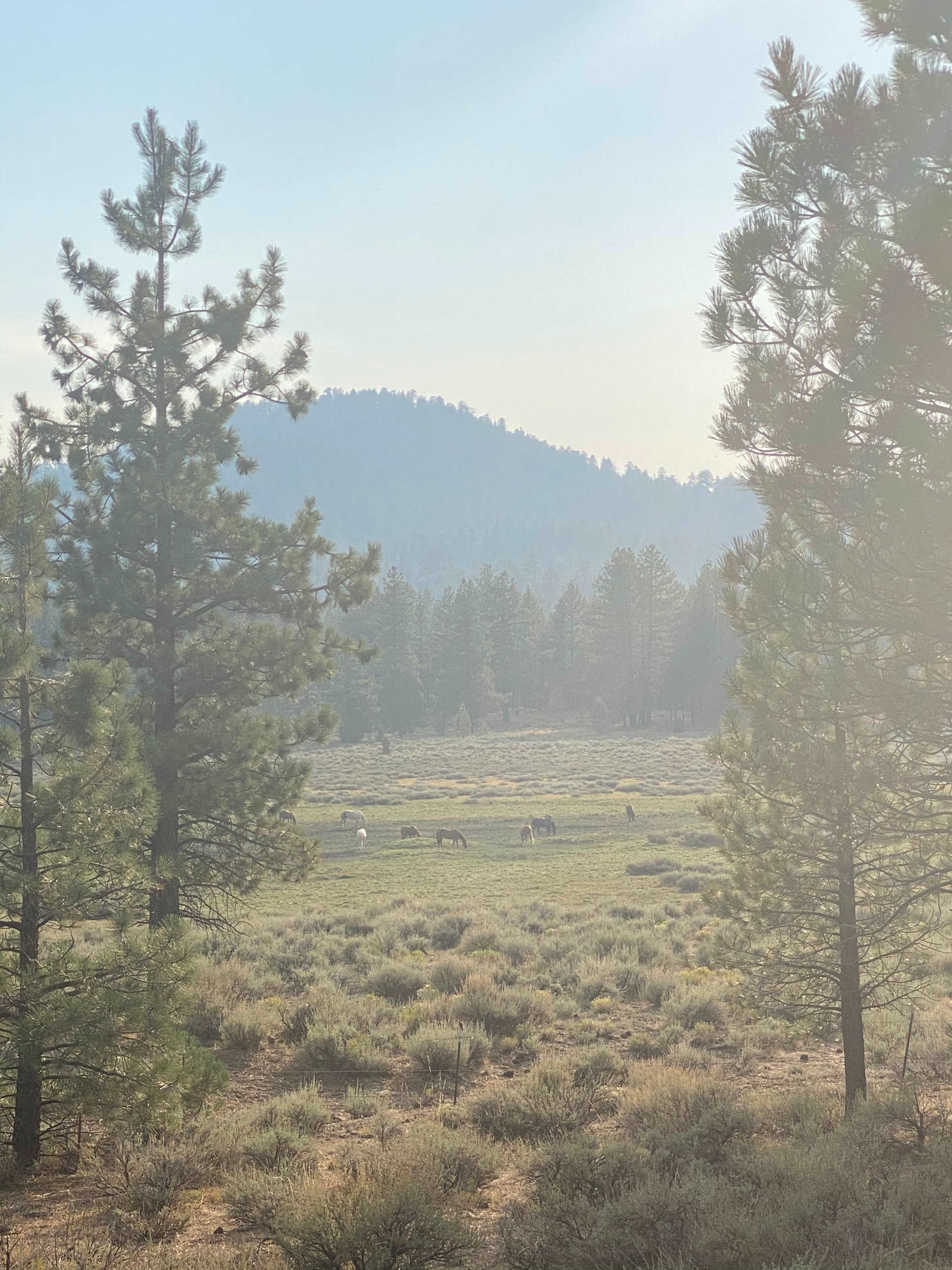 Holcomb Valley Ranch