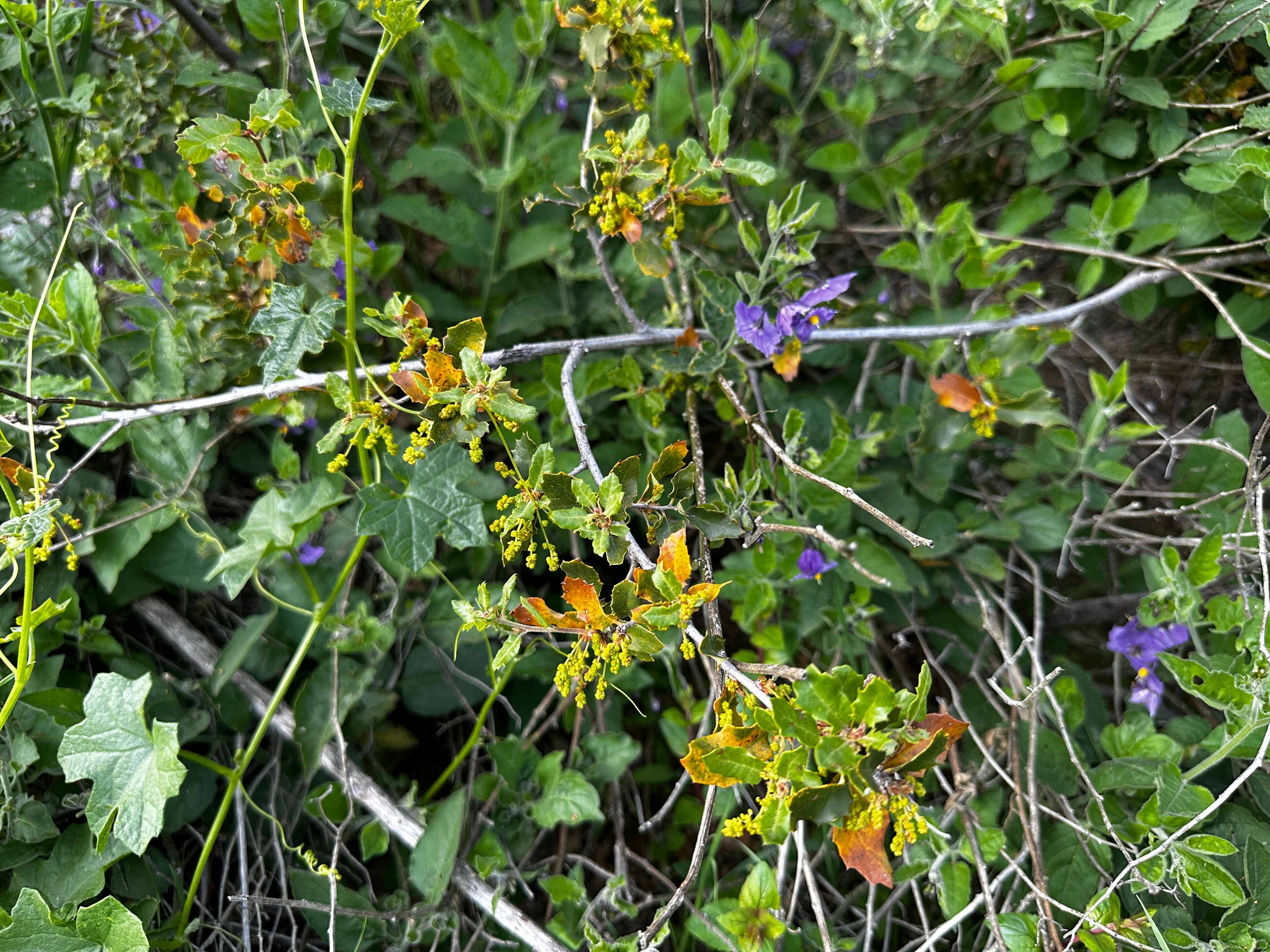 Cold Creek Homestead