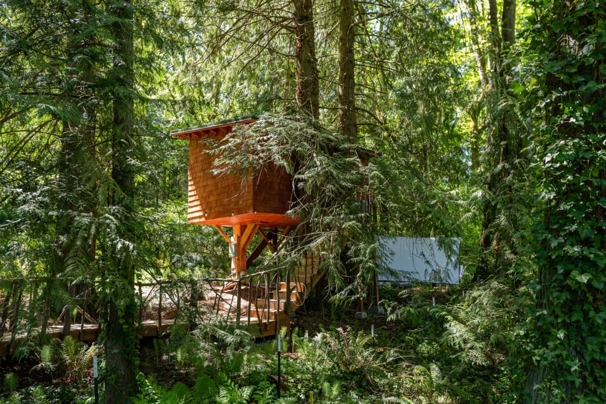 Wooden treehouse structure elevated in forest canopy surrounded by lush green trees