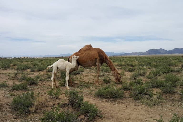Romantic Camping Yurt on Camel Farm near Alamosa, Colorado - Image 5