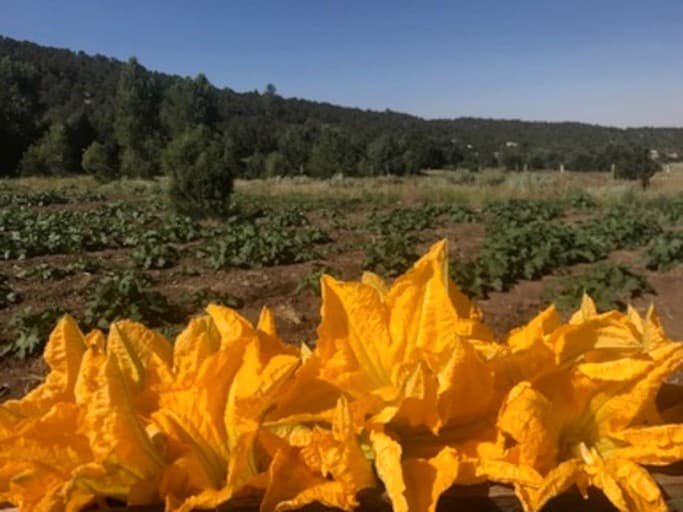 Peaceful Tipi Retreat on Organic Berry Farm near Taos, New Mexico - Image 5